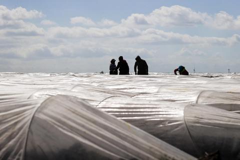 Erntehelfer stechen Spargel unter Plastikfolien. Foto: dpa