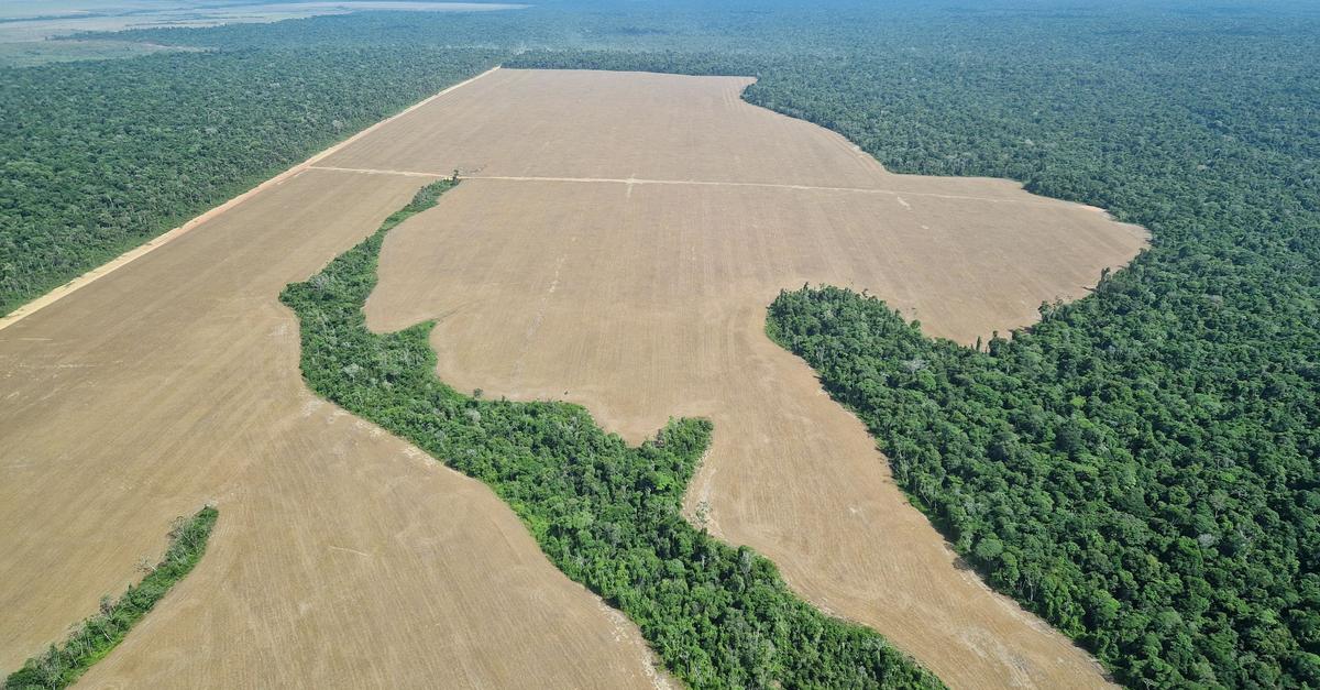 Amazonas-im-Stress-auch-in-Berlin-sp-rbar-