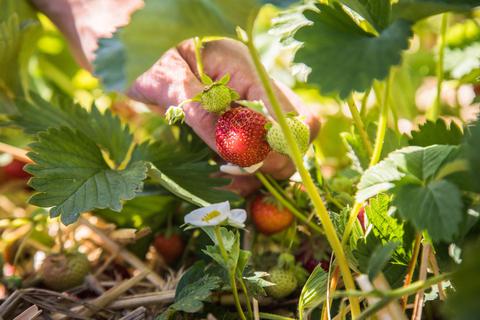 Neue Erdbeeren bis Mitte August setzen