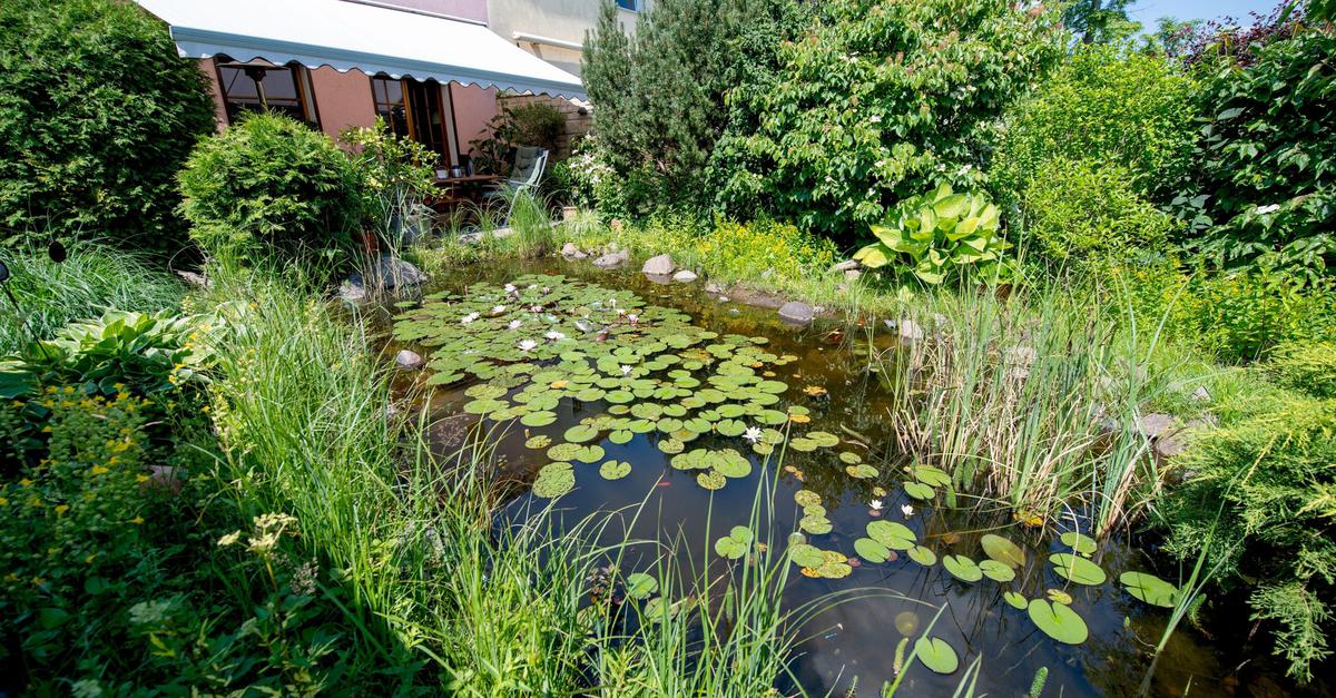 5 Tipps für den idealen Gartenteich