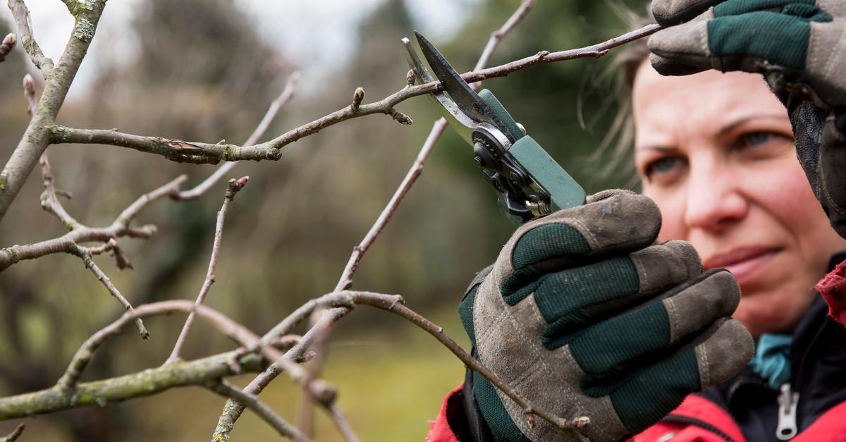 Winterschnitt-f-r-Apfel-Co-Tipps-f-r-kr-ftige-B-ume