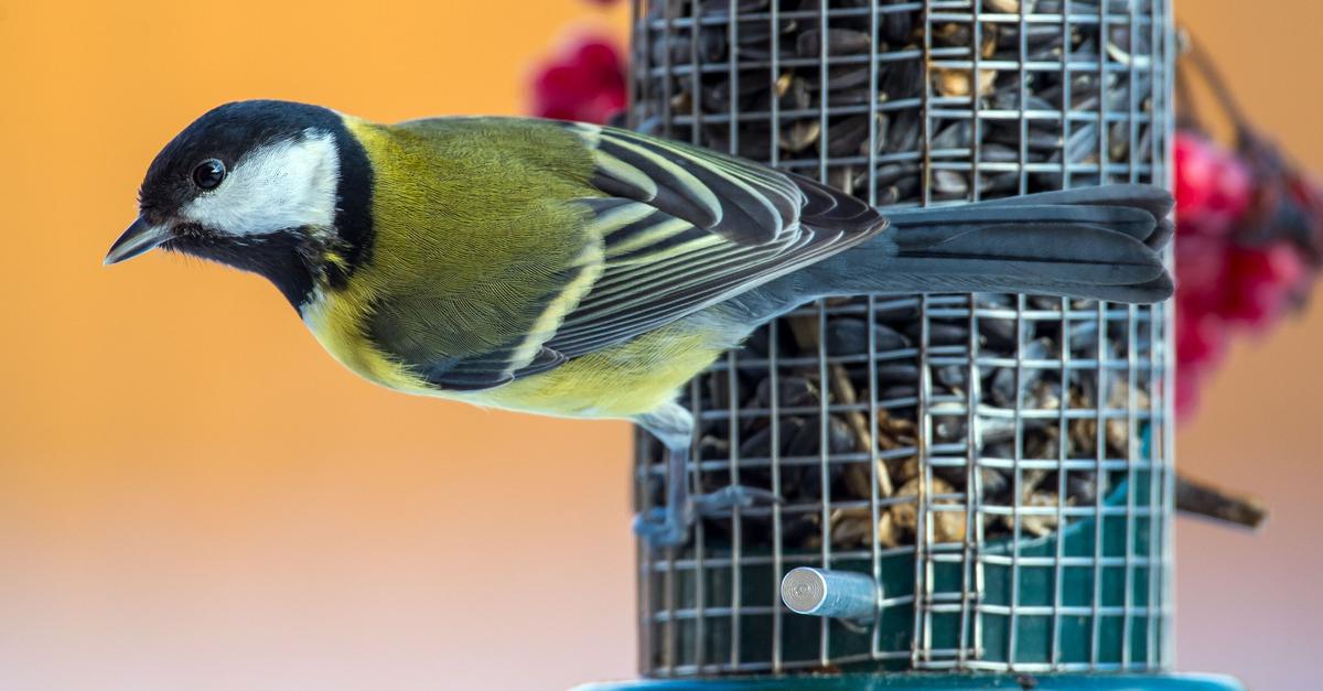 Bitte-kein-Brot-So-helfen-Sie-Meisen-Co-durch-den-Winter