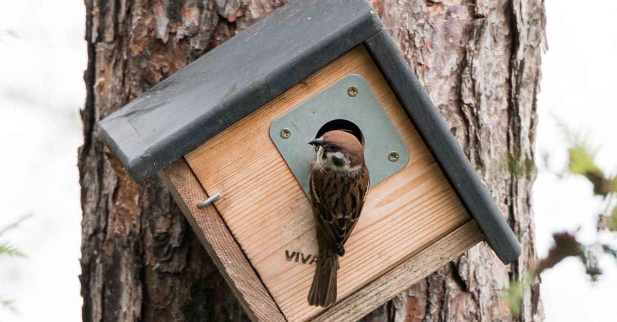 Warum-Nistk-sten-im-Herbst-ges-ubert-werden-sollten
