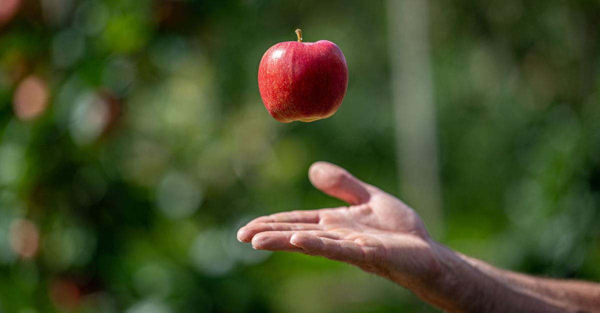 Vier-Tipps-f-r-die-Apfelernte