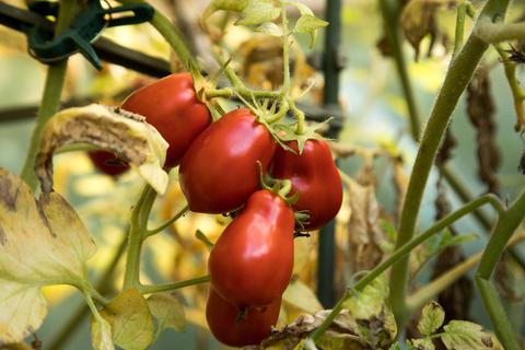 Reife Tomaten hängen an der Pflanze