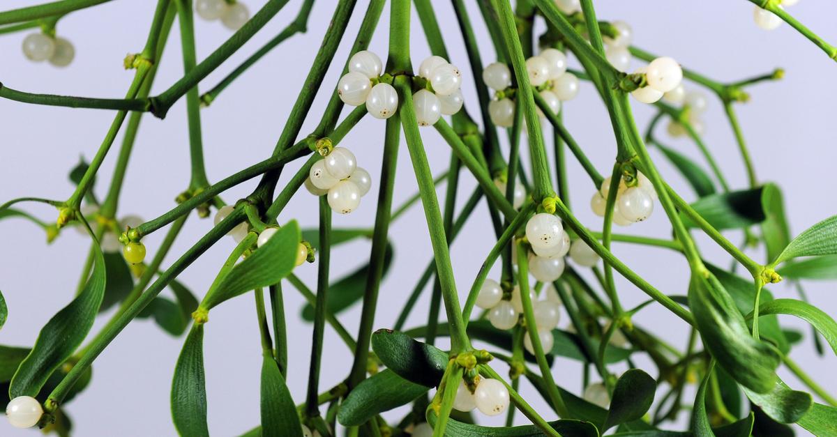 Wissen-f-r-Eltern-Diese-Weihnachtspflanzen-sind-giftig