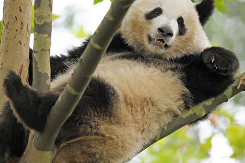 Der Pandabär wird in China als Nationalsymbol verehrt. Foto: Martina Katz