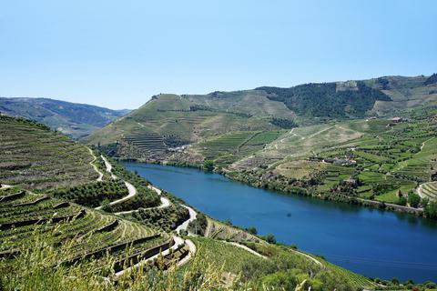 Zauberhafte Landschaft: Weinberge ziehen sich an den Ufern des Flusses Duoro entlang. Foto: Dirk Sommer