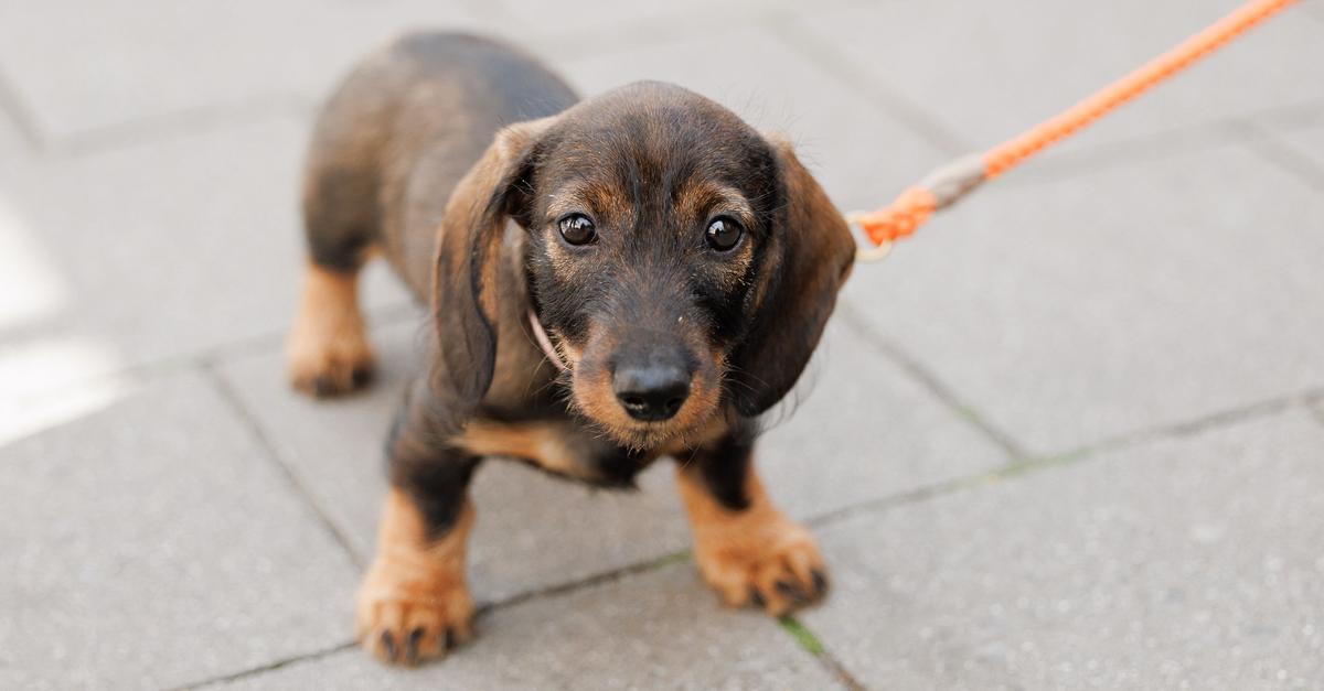 Nach-Unfall-auf-A5-Dackel-macht-Praktikum-bei-der-Polizei