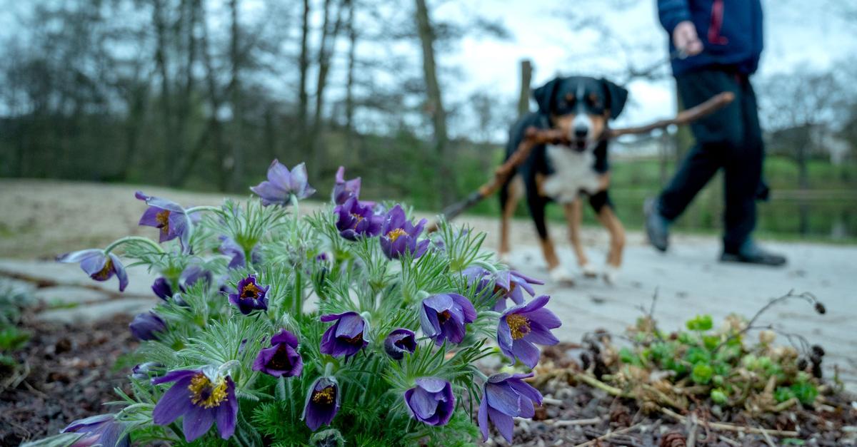 Erstaunlich Efeu Giftig Hunde Fotos