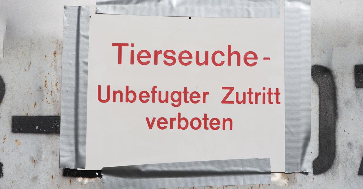nicht-nur-schweine-diese-tierseuchen-befallen-lahn-dill