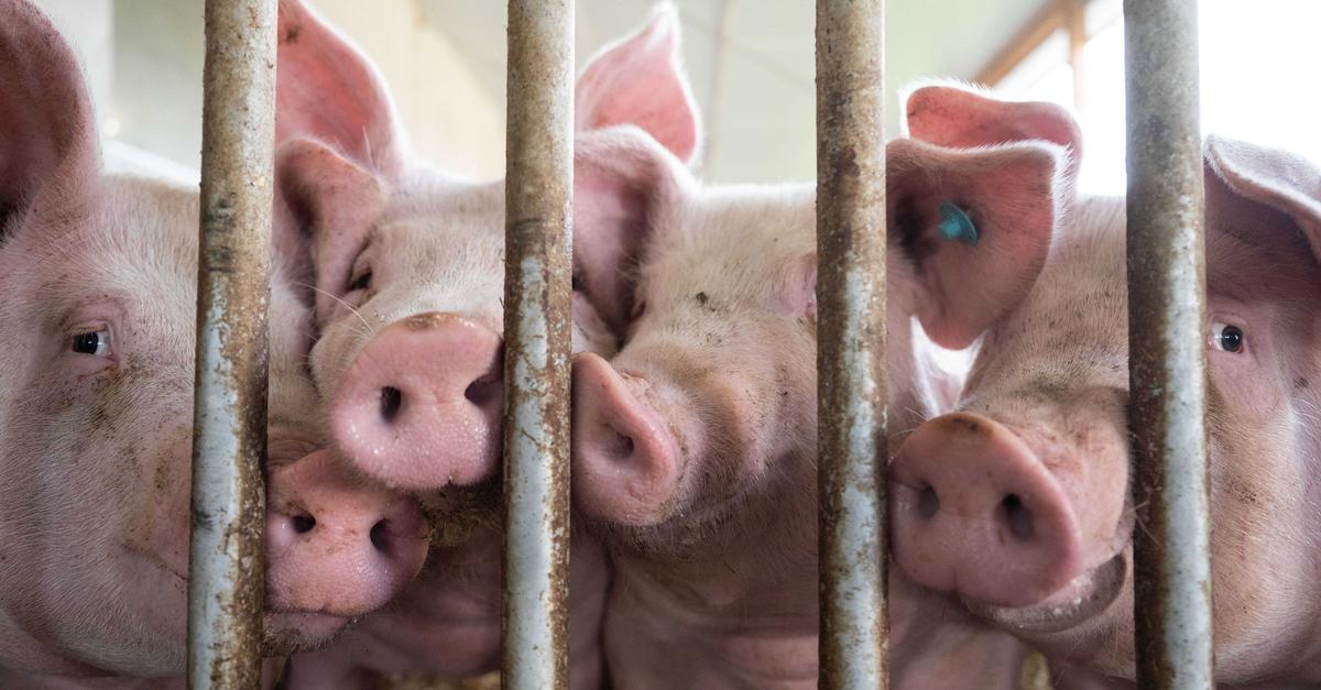 Nutztierhalter-im-Lahn-Dill-Kreis-m-ssen-Best-nde-melden