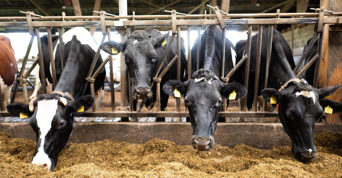 Gießen: Gericht bestätigt Auflösung von Milchviehbetrieb